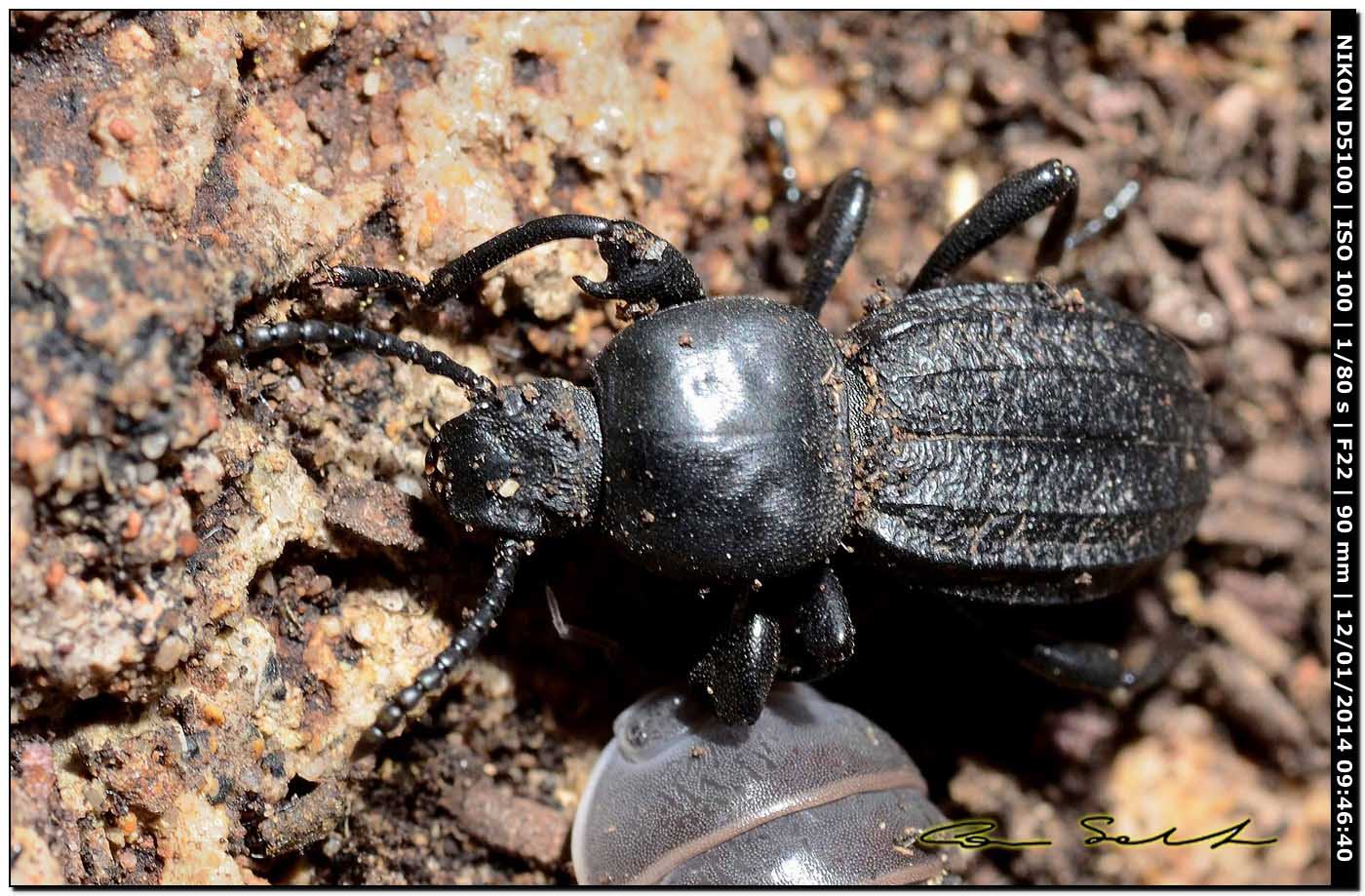 Scaurus striatus, Tenebrionidae